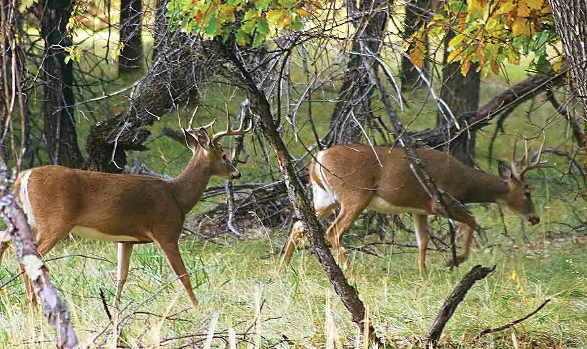 The .350 Legend was designed primarily for whitetails at moderate ranges.